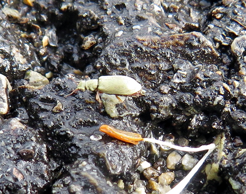 Coleottero piccolissimo: Danacea sp., femmina (Dasytide)